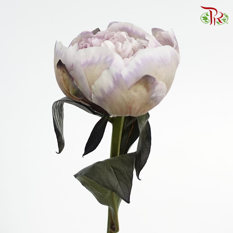Peony Dyed Khaki Shades - (2 Stems)-Grey-Netherland-prflorist.com.my