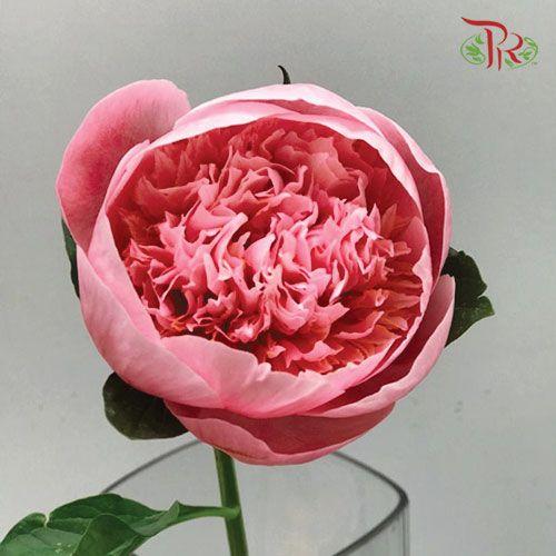 Peony - Etched Salmon ***FRAGILE (2 Stems)-Pink-Netherland-prflorist.com.my