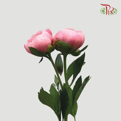 Peony - Etched Salmon ***FRAGILE (2 Stems)-Pink-Netherland-prflorist.com.my