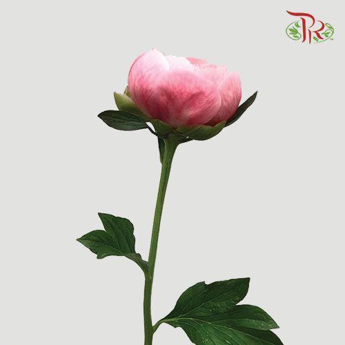 Peony - Etched Salmon ***FRAGILE (2 Stems)-Pink-Netherland-prflorist.com.my