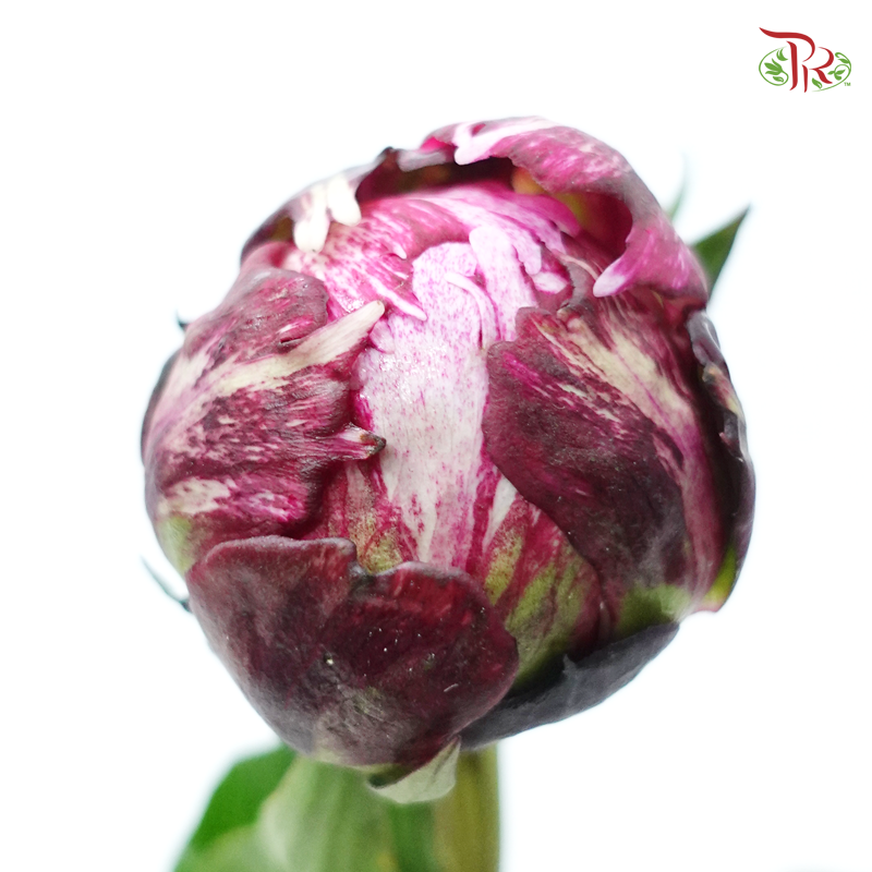 Peony - Exclusive Memory ***FRAGILE (5 Stems) (Small / Medium Bud)-Pink-China-prflorist.com.my