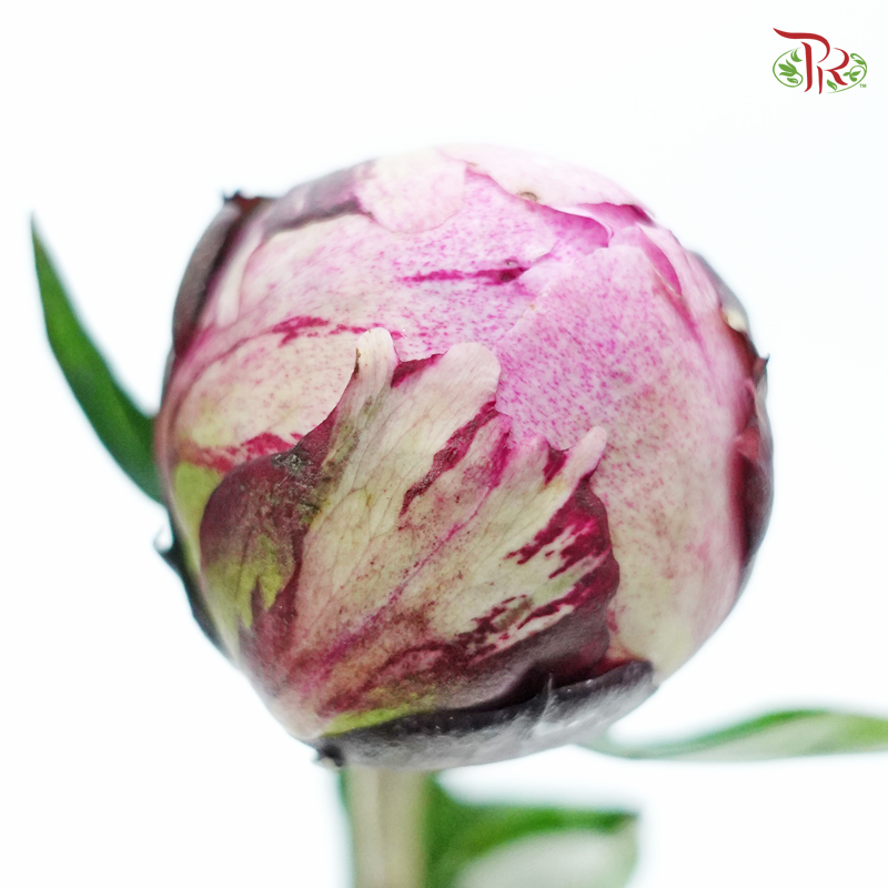 Peony - Exclusive Memory ***FRAGILE (5 Stems) (Small / Medium Bud)-Pink-China-prflorist.com.my