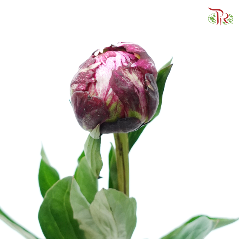 Peony - Exclusive Memory ***FRAGILE (5 Stems) (Small / Medium Bud)-Pink-China-prflorist.com.my