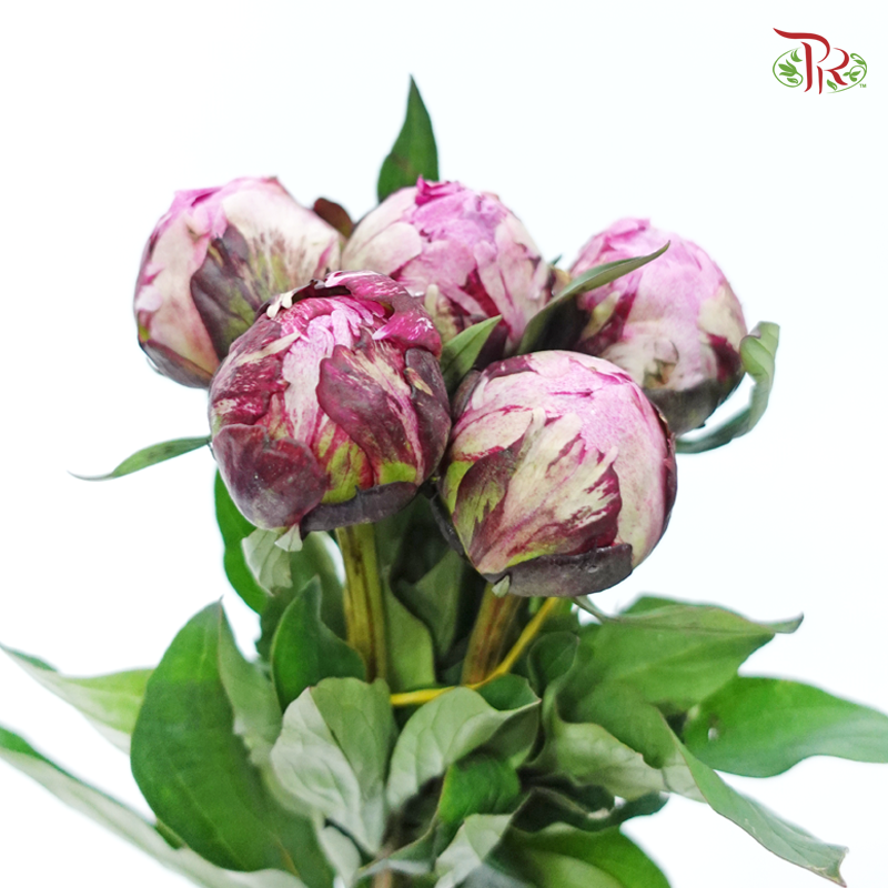 Peony - Exclusive Memory ***FRAGILE (5 Stems) (Small / Medium Bud)-Pink-China-prflorist.com.my