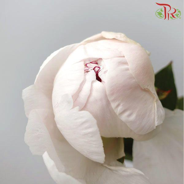 Peony - Festiva Maxima (2 Stems) *Small Bud ****FRAGILE-White-New Zealand-prflorist.com.my
