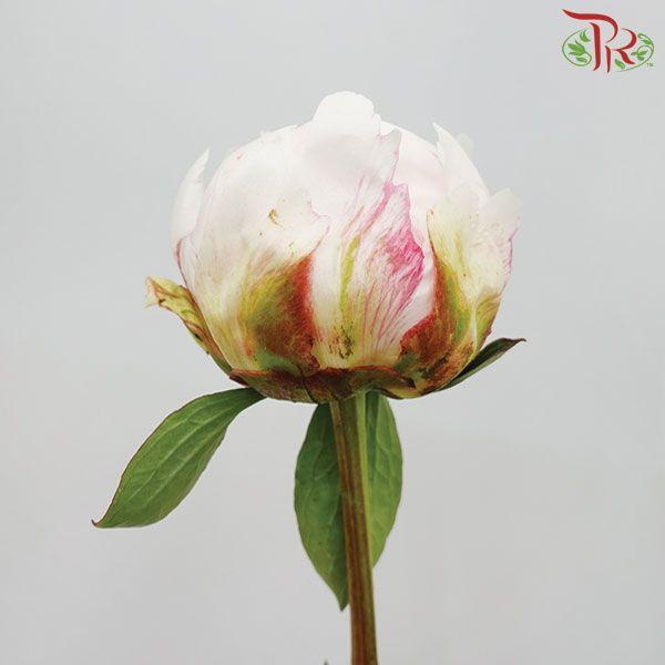 Peony - Festive Maxima (2 Stems) *Fragile-White-Import-prflorist.com.my