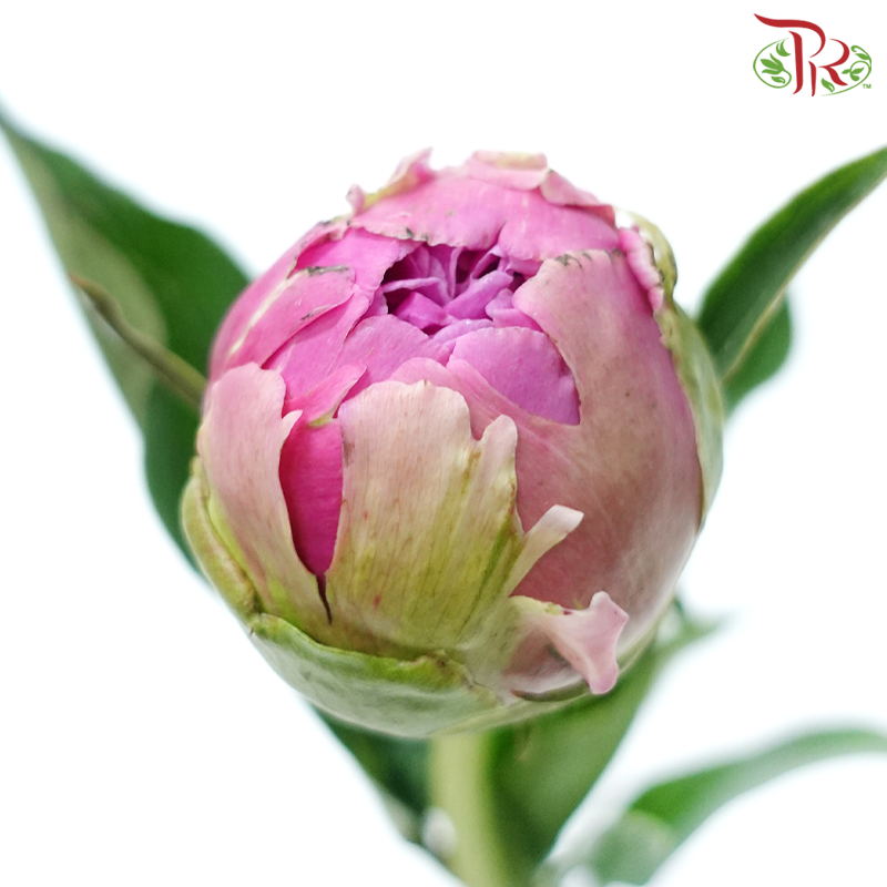 Peony - Gamma ***FRAGILE (5 Stems) (Small / Medium Bud)-Pink-China-prflorist.com.my