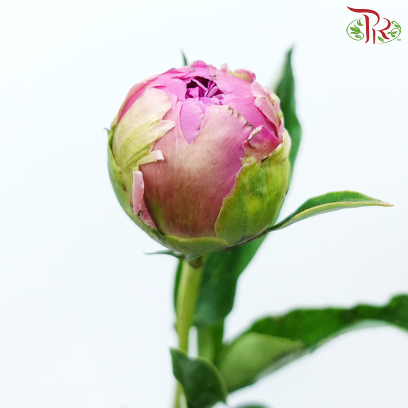 Peony - Gamma ***FRAGILE (5 Stems) (Small / Medium Bud)-Pink-China-prflorist.com.my