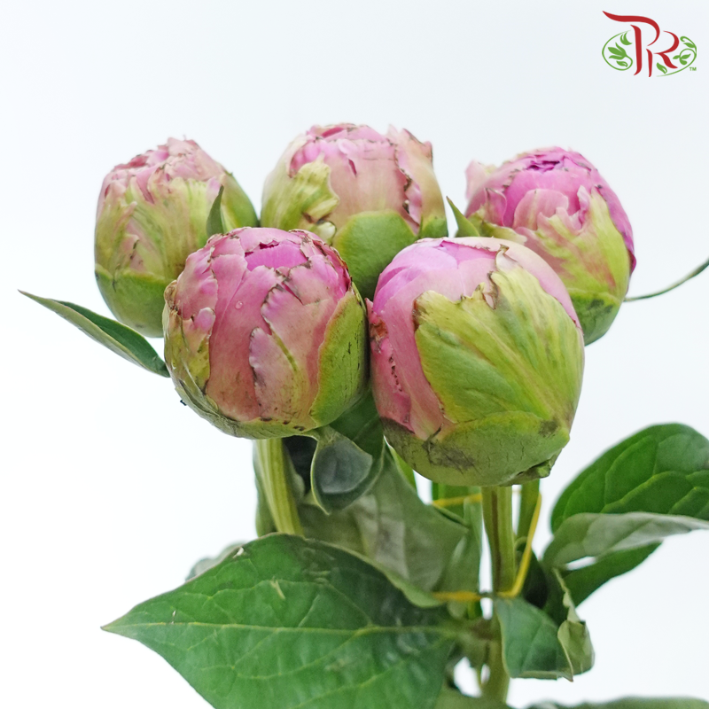 Peony - Gamma ***FRAGILE (5 Stems) (Small / Medium Bud)-Pink-China-prflorist.com.my