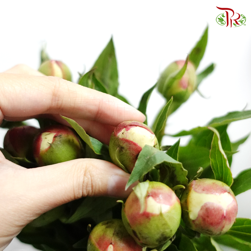 Peony - Gardenia (2 Stems) ***Fragile (Small /Medium Size) (Copy)-White-Netherland-prflorist.com.my