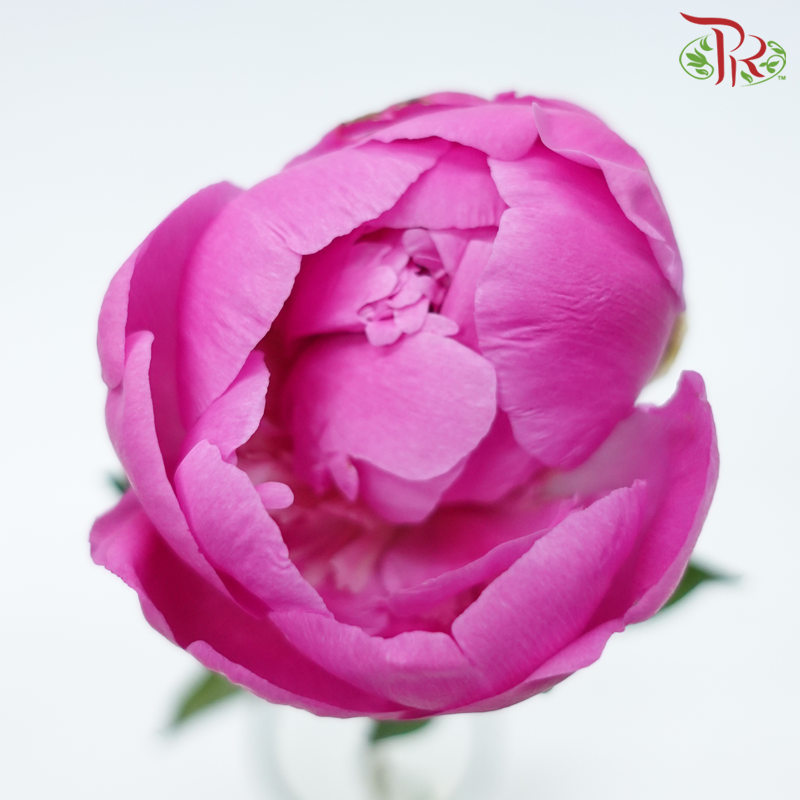 Peony - Hart ***FRAGILE (5 Stems)***(Small / Medium Head)-White / Light Pink-China-prflorist.com.my