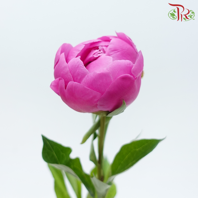 Peony - Hart ***FRAGILE (5 Stems)***(Small / Medium Head)-White / Light Pink-China-prflorist.com.my