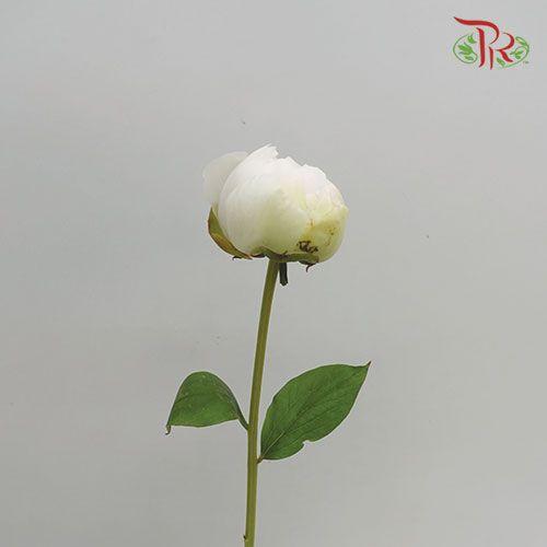 Peony - Juice Elie/Odile (2 stems)-White-Italy-prflorist.com.my