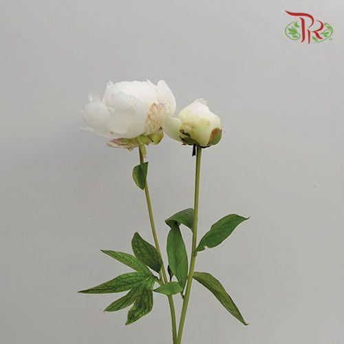 Peony - Juice Elie/Odile (2 stems)-White-Italy-prflorist.com.my