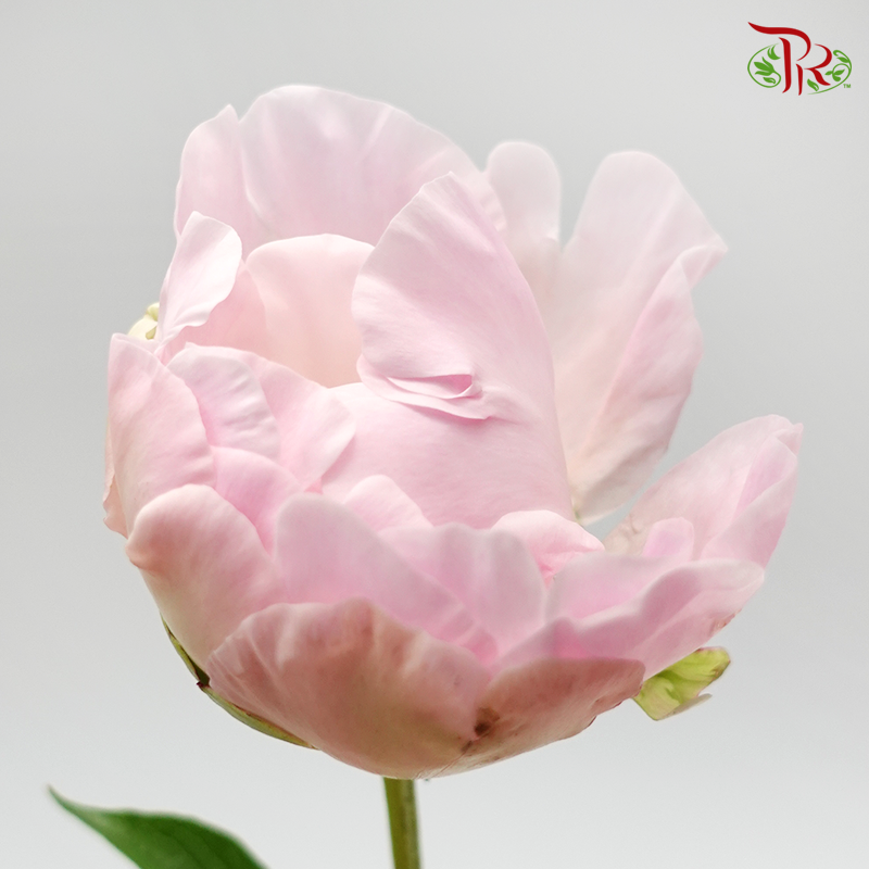 Peony - Kaguya Hime (Small / Medium Size) - (2 Stems)-Pink-Japan-prflorist.com.my