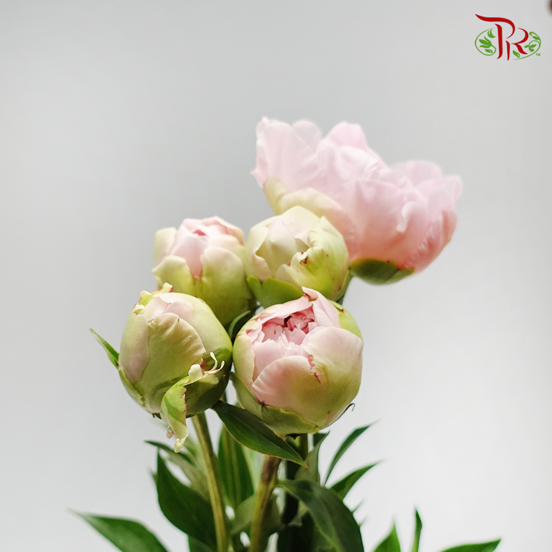 Peony - Kaguya Hime (Small / Medium Size) - (2 Stems)-Pink-Japan-prflorist.com.my