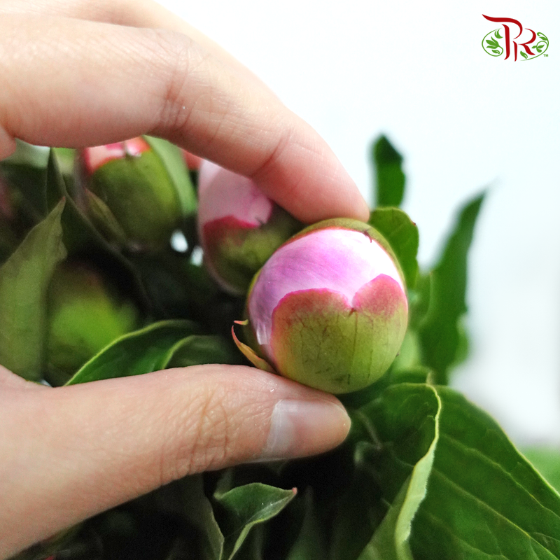 Peony - Lavender Pink (2 Stems) *Fragile , Small Buds-Pink-Import-prflorist.com.my