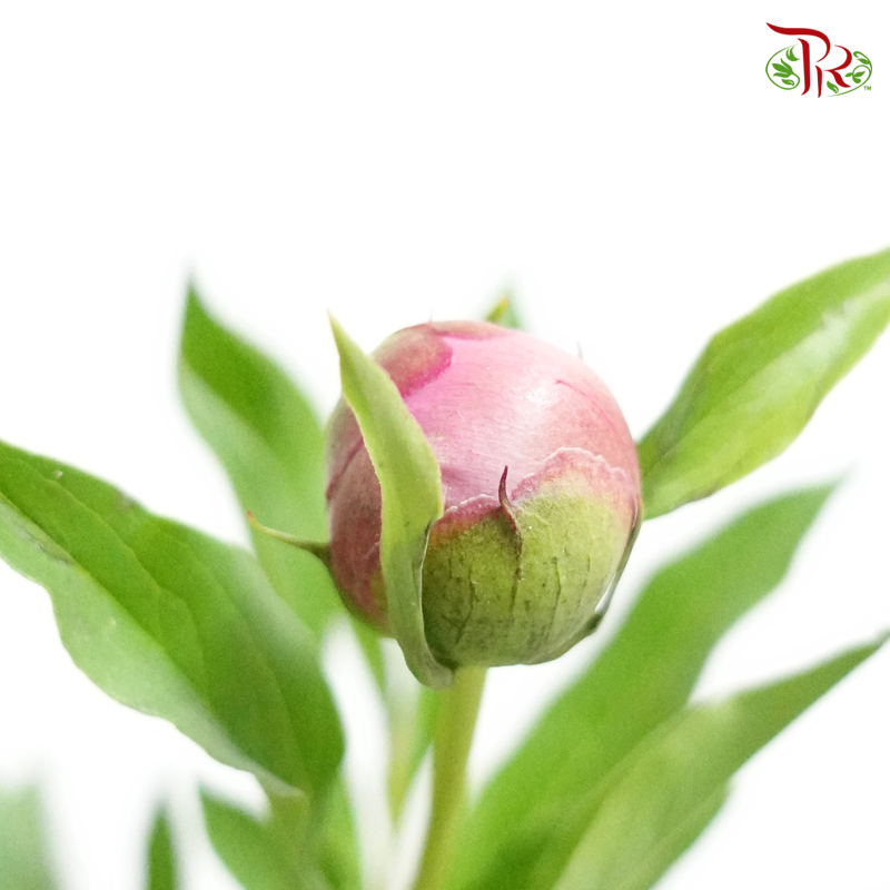 Peony - Lavender Pink (2 Stems) *Fragile , Small Buds-Pink-Import-prflorist.com.my