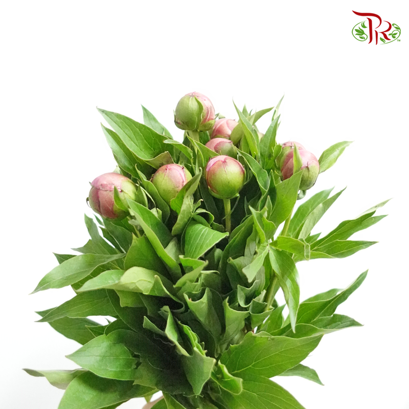Peony - Lavender Pink (2 Stems) *Fragile , Small Buds-Pink-Import-prflorist.com.my