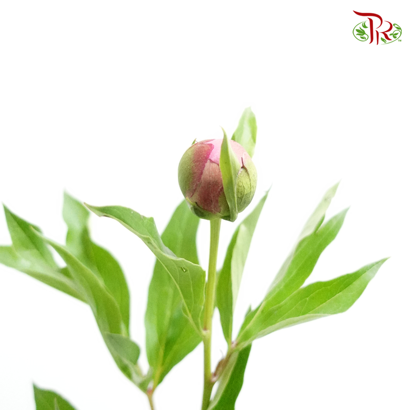 Peony - Lavender Pink (2 Stems) *Fragile , Small Buds-Pink-Import-prflorist.com.my