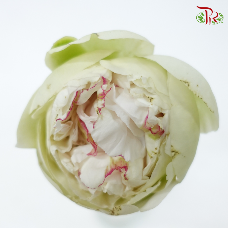 Peony - Mom's Choice***FRAGILE (5 Stems)***(Small / Medium Head)-White/ Green-China-prflorist.com.my