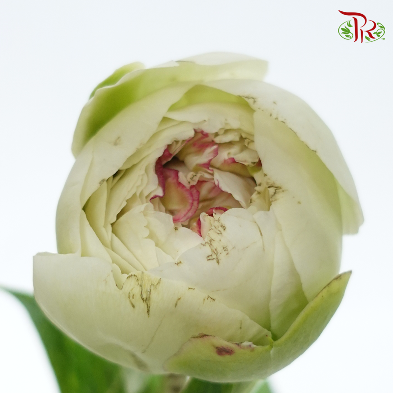 Peony - Mom's Choice***FRAGILE (5 Stems)***(Small / Medium Head)-White/ Green-China-prflorist.com.my