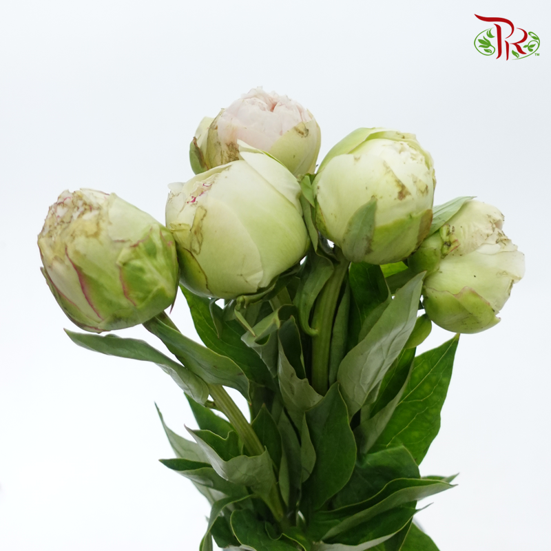 Peony - Mom's Choice***FRAGILE (5 Stems)***(Small / Medium Head)-White/ Green-China-prflorist.com.my