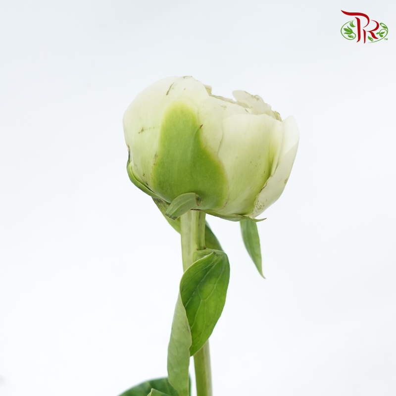 Peony - Mom's Choice***FRAGILE (5 Stems)***(Small / Medium Head)-White/ Green-China-prflorist.com.my