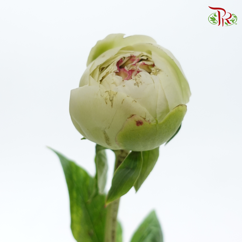 Peony - Mom's Choice***FRAGILE (5 Stems)***(Small / Medium Head)-White/ Green-China-prflorist.com.my