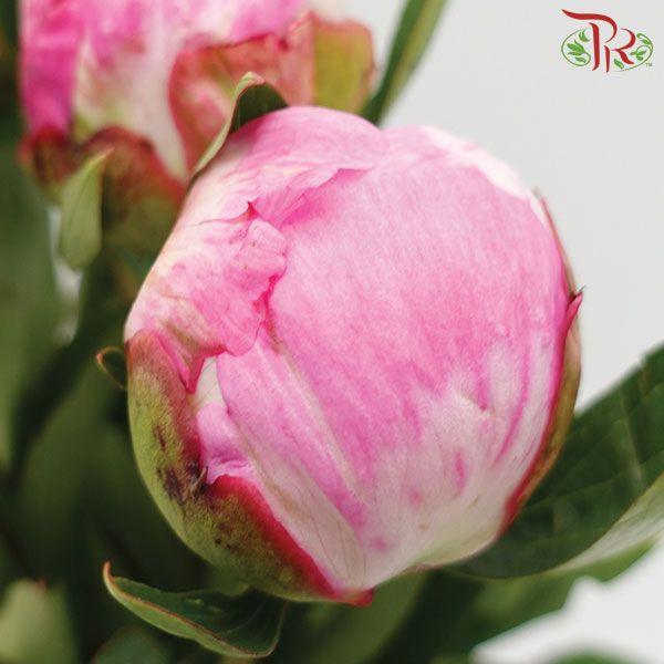 Peony -Mrs Franklin (2 Stems) *Fragile-Pink-Import-prflorist.com.my