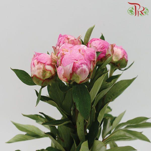 Peony -Mrs Franklin (2 Stems) *Fragile-Pink-Import-prflorist.com.my