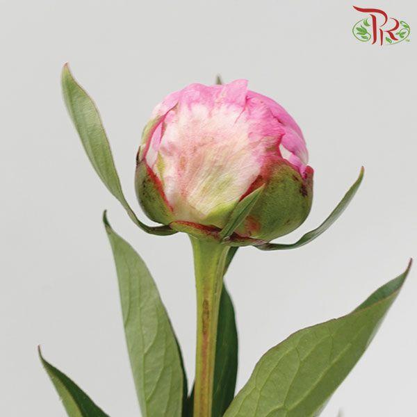 Peony -Mrs Franklin (2 Stems) *Fragile-Pink-Import-prflorist.com.my