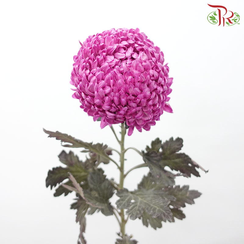 Peony Mum (Chrysanthemum) Dyed Colour - Dusty Pink (5 Stems)-Purple-Malaysia-prflorist.com.my