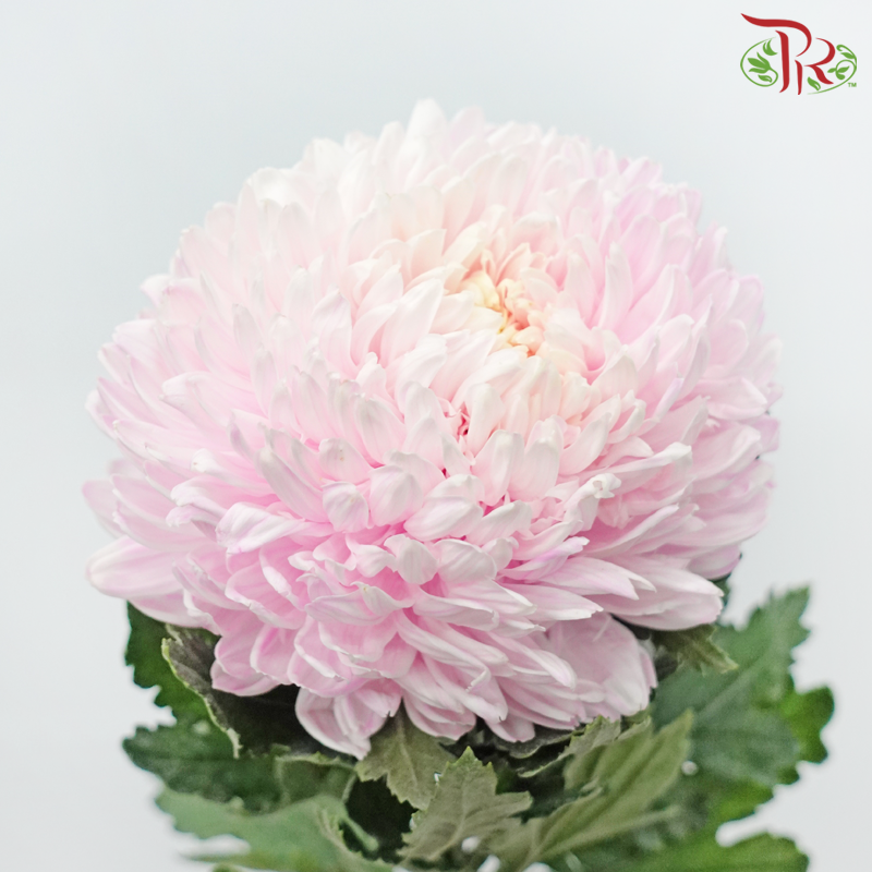 Peony Mum (Chrysanthemum) Dyed Colour - Light Pink (5 Stems)-Light Pink-Malaysia-prflorist.com.my