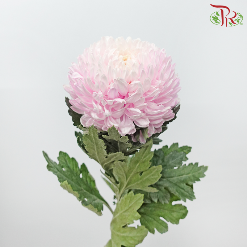 Peony Mum (Chrysanthemum) Dyed Colour - Light Pink (5 Stems)-Light Pink-Malaysia-prflorist.com.my