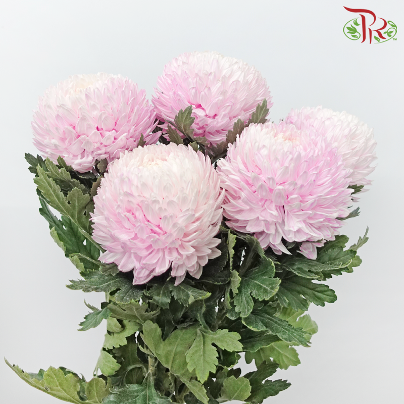 Peony Mum (Chrysanthemum) Dyed Colour - Light Pink (5 Stems)-Light Pink-Malaysia-prflorist.com.my