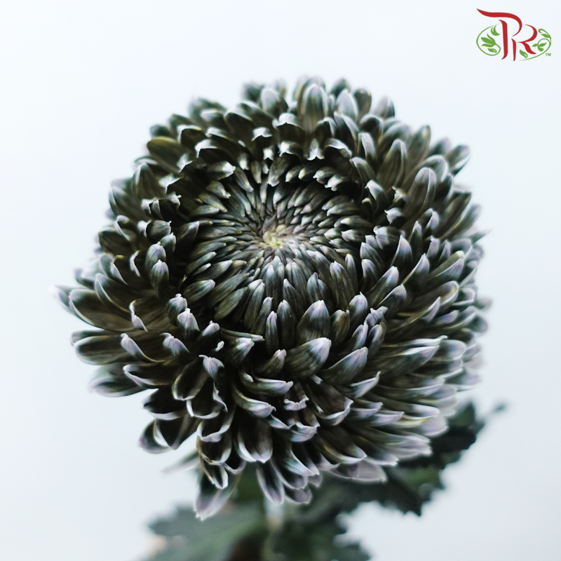 Peony Mum (Chrysanthemum) - Dyed - Dark Green (5 Stems)-Dark Green-Malaysia-prflorist.com.my