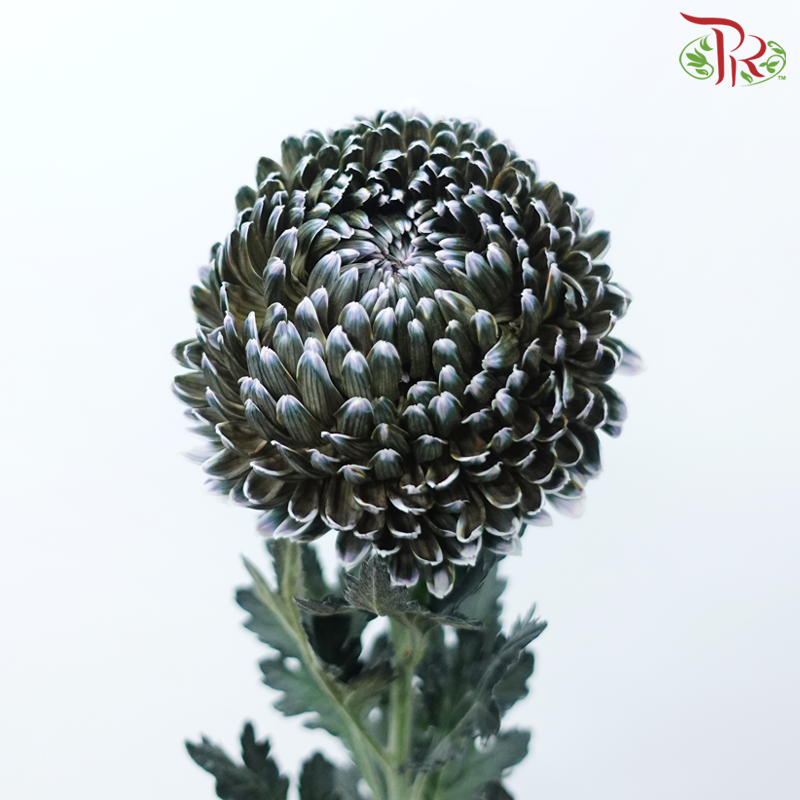 Peony Mum (Chrysanthemum) - Dyed - Dark Green (5 Stems)-Dark Green-Malaysia-prflorist.com.my