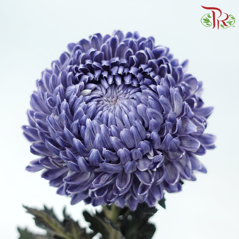 Peony Mum (Chrysanthemum) - Dyed - Greyish Blue (5 Stems)-Bluish Purple-Malaysia-prflorist.com.my