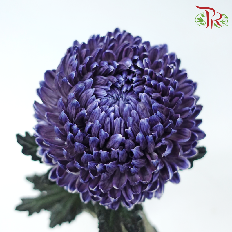 Peony Mum (Chrysanthemum) - Dyed - Greyish Blue (5 Stems)-Bluish Purple-Malaysia-prflorist.com.my