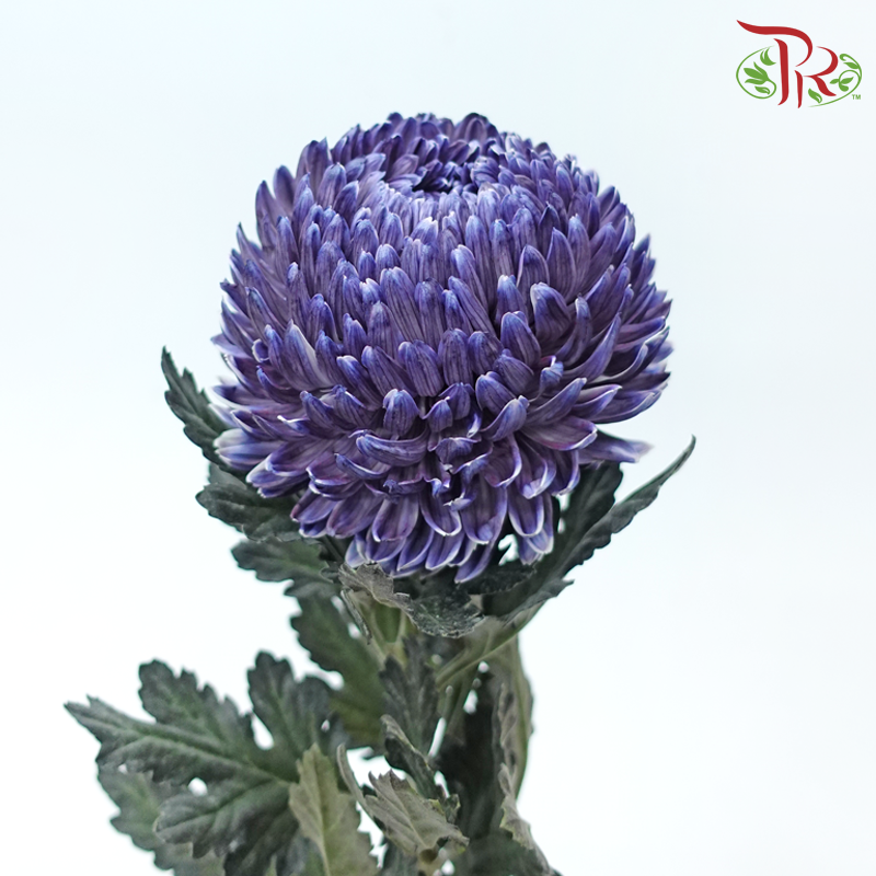 Peony Mum (Chrysanthemum) - Dyed - Greyish Blue (5 Stems)-Bluish Purple-Malaysia-prflorist.com.my
