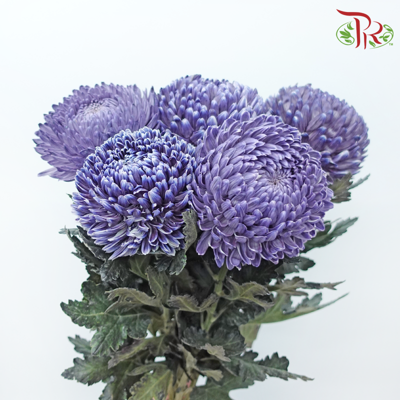 Peony Mum (Chrysanthemum) - Dyed - Greyish Blue (5 Stems)-Bluish Purple-Malaysia-prflorist.com.my