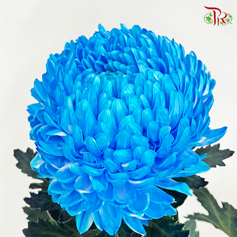 Peony Mum Dyed (Chrysanthemum) - B2 (5 Stems)-Blue-Malaysia-prflorist.com.my