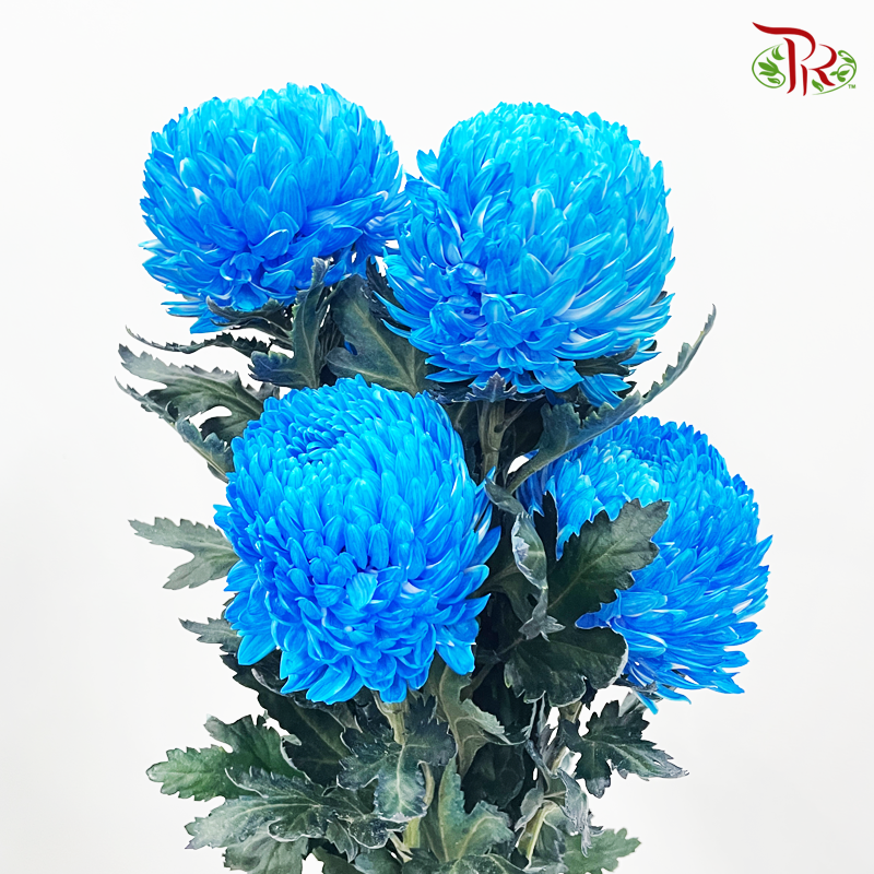 Peony Mum Dyed (Chrysanthemum) - B2 (5 Stems)-Blue-Malaysia-prflorist.com.my