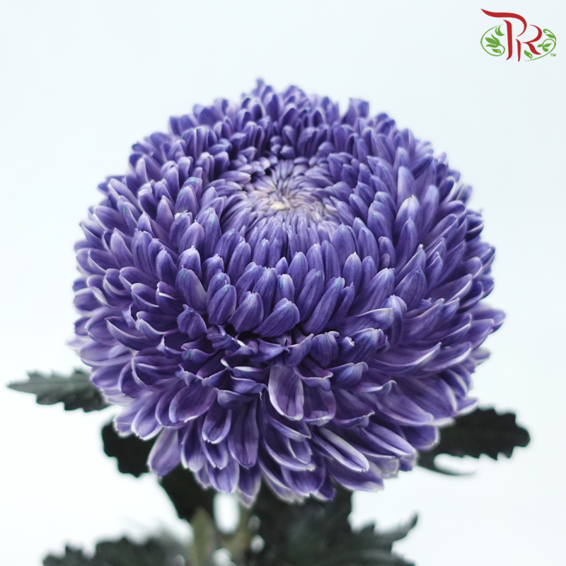 Peony Mum Dyed (Chrysanthemum) - Bluish Purple (5 Stems)-Bluish Purple-Malaysia-prflorist.com.my