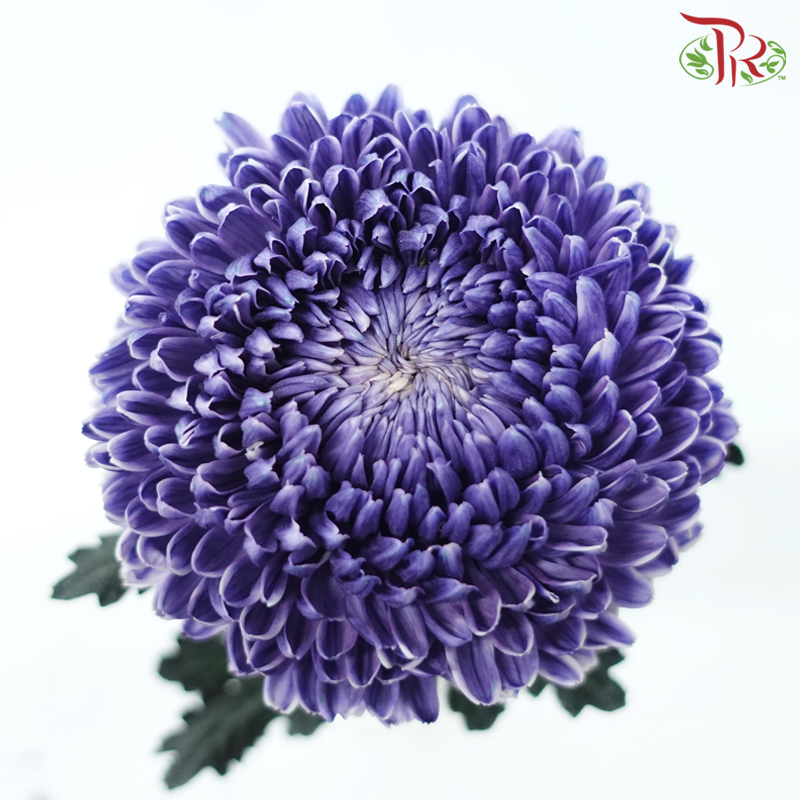 Peony Mum Dyed (Chrysanthemum) - Bluish Purple (5 Stems)-Bluish Purple-Malaysia-prflorist.com.my