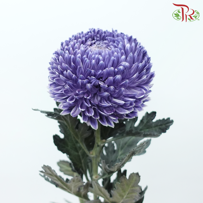 Peony Mum Dyed (Chrysanthemum) - Bluish Purple (5 Stems)-Bluish Purple-Malaysia-prflorist.com.my