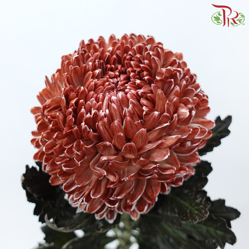 Peony Mum Dyed (Chrysanthemum) - Bronze (5 Stems)-Brown-Malaysia-prflorist.com.my