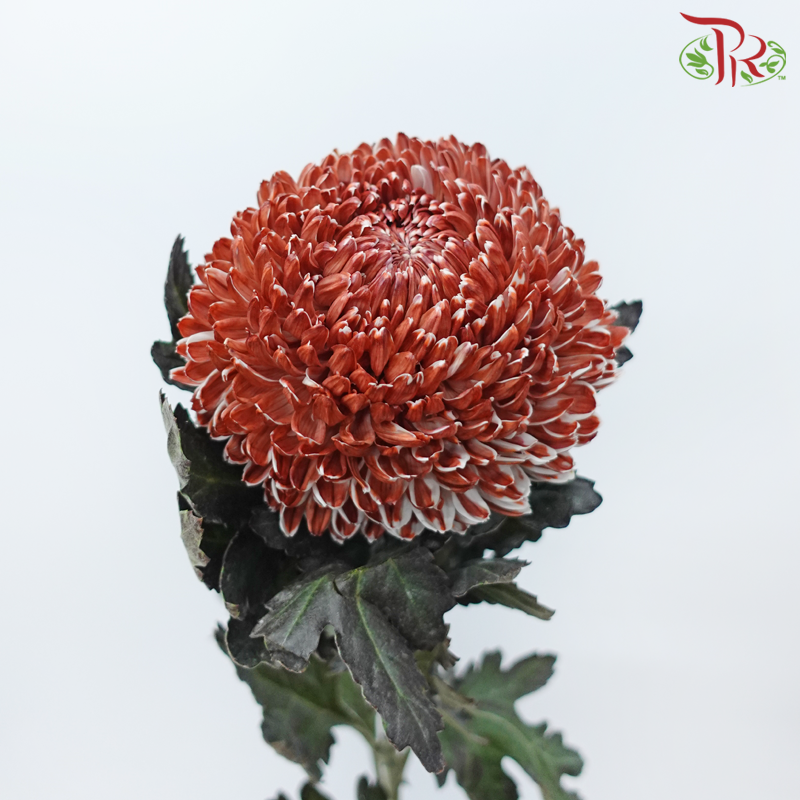 Peony Mum Dyed (Chrysanthemum) - Bronze (5 Stems)-Brown-Malaysia-prflorist.com.my