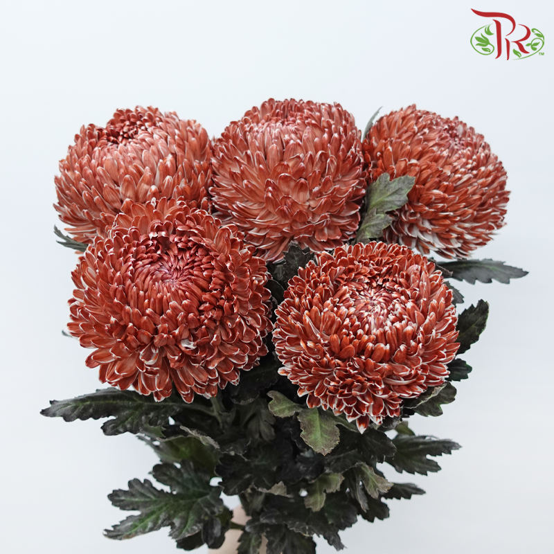Peony Mum Dyed (Chrysanthemum) - Bronze (5 Stems)-Brown-Malaysia-prflorist.com.my